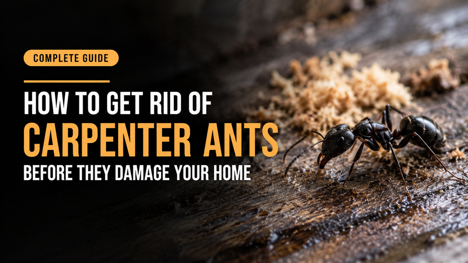 How to Get Rid of Carpenter Ants Before They Damage Your Home